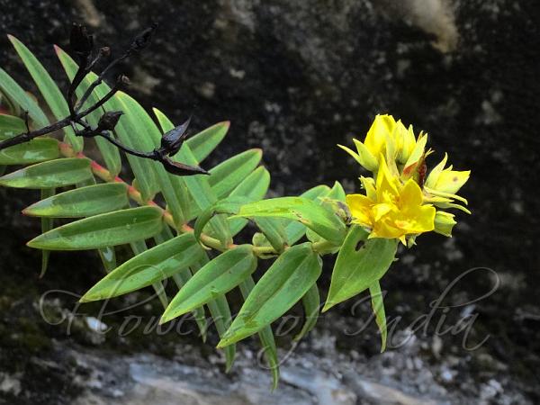 Narrow-Leaf Hypericum